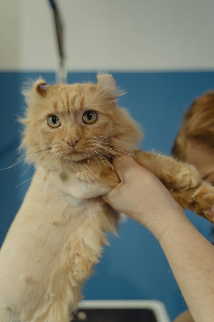 a-person-holding-an-orange-tabby-cat-6131531 Cute ginger cat with trimmed fur being held gently at a pet salon.